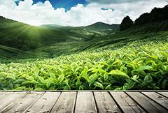 这里是建筑幕墙资讯中心分类的标题，可以加文字805546510